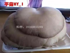 平菇新品種——平HY-1